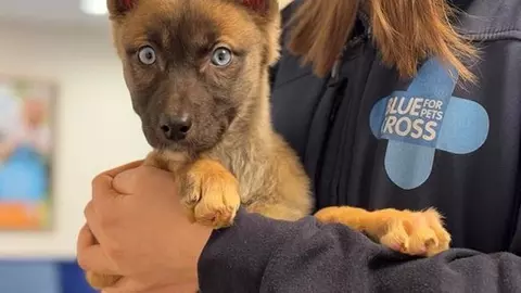 Malinois puppy being held by Blue Cross team member with logo showing. Puppy looks alert with ears erect but one slightly floppy.